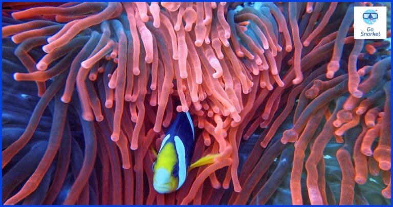 Cómo calcular el lastre de buceo correctamente