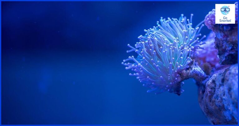 Descubre el maravilloso mundo submarino de Torrevieja con Snorkel Descubre el maravilloso mundo submarino de Torrevieja con Snorkel