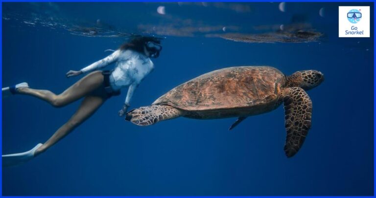 Descubre el maravilloso mundo submarino en Snorkel Gandia Descubre el maravilloso mundo submarino en Snorkel Gandia