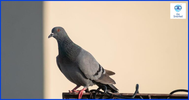 Descubre la hermosa Isla Pigeon y su Parque Nacional