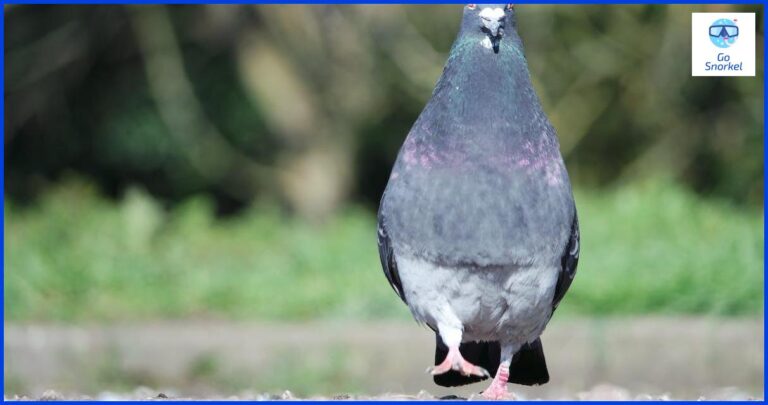 Descubre la hermosa Isla Pigeon y su Parque Nacional