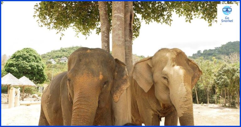 Descubre las maravillas del snorkeling en Koh Laoya Descubre las maravillas del snorkeling en Koh Laoya