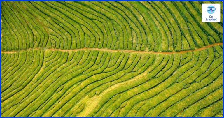 Descubre los mejores lugares para hacer snorkel en Azores