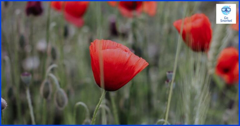 Disfruta de la belleza submarina de Asturias con el snorkel
