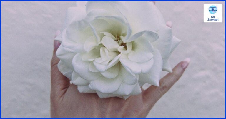 Disfruta de la belleza submarina de Asturias con el snorkel