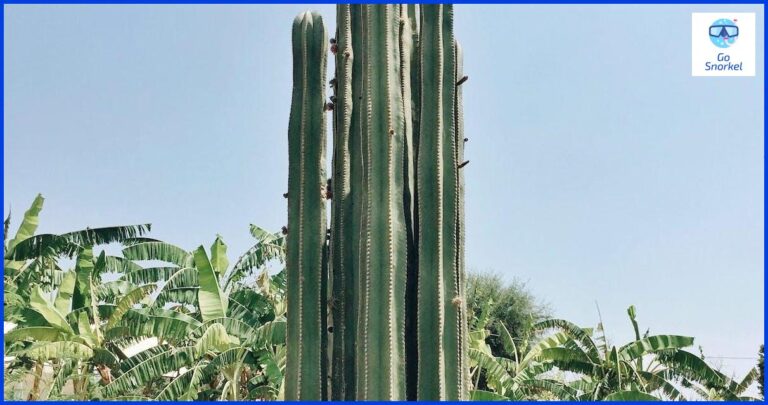 Disfruta de las mejores playas de Córcega