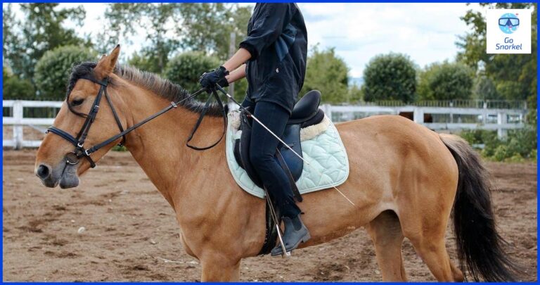 Explora el maravilloso mundo submarino de Grace Bay