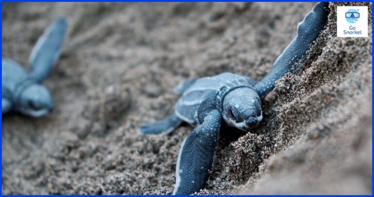 Las mejores playas en Puerto Rico para hacer snorkel