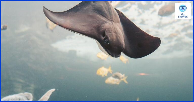 Mantarraya hawaiana: Descubre todo lo que necesitas saber