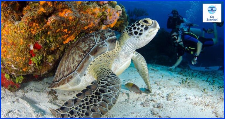Qué es la aguja de un sonar o radar de submarino Qué es la aguja de un sonar o radar de submarino