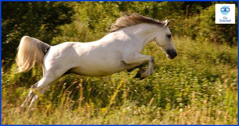 ¿Qué significa Ale Hop?