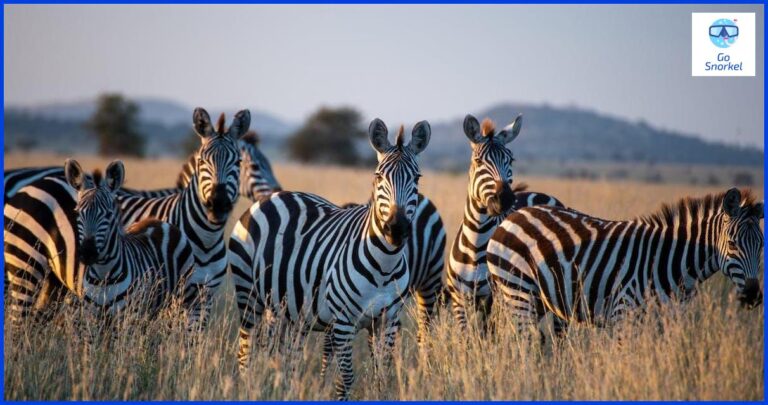 Tiburón ballena de Zanzíbar: una experiencia única de buceo