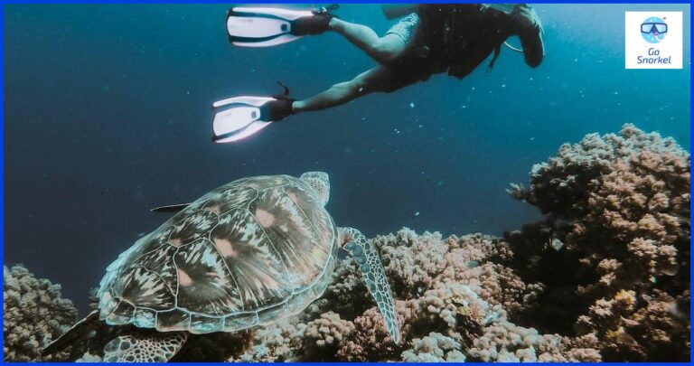 Tienes que saber nadar para bucear: ¿Mito o realidad?