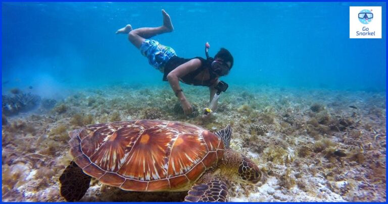 Todo lo que necesitas saber sobre el snorkel en Praia do Forte