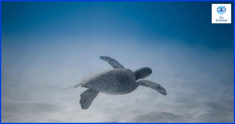 Tubo Snorkel: La Guía Completa Tubo Snorkel: La Guía Completa